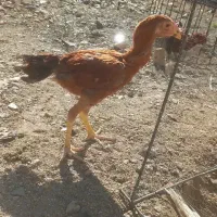 جوجه لاری نسلدار