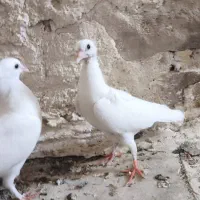 کبوتر|پرنده|دهدشت, |دیوار