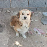 واگذاری سگ قشنگ