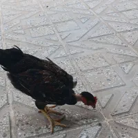 خروس مشگی