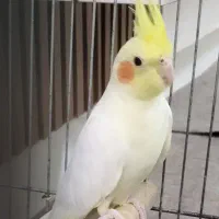 دو عدد عروس هلندی لوتینو