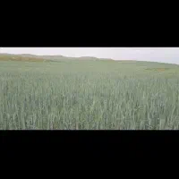 اجاره و فروش سه هکتار زمین کشاورزی دیم|فروش دفتر صنعتی، کشاورزی، تجاری|دهدشت, |دیوار