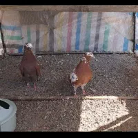 نرماده دهاتی پرشی باجوجه یه تومن