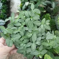 گلخانه|گل و گیاه طبیعی|گرگان, |دیوار