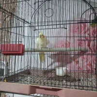 عروس هلندی لوتینو