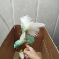 جوجه رنگی ۴۰ روزه