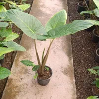 گل شفلرا .زاموفیلیا  برفی‌.یشم.برکین .روز مادر|گل و گیاه طبیعی|اراک, |دیوار