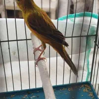 قناری سبز و رسمی ابلغ