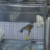 سهره دو رگ قرص بخون|پرنده|اندیشه, اندیشه فاز ۱|دیوار