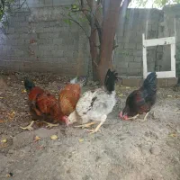 خروس گلپایگان