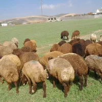 بره نر