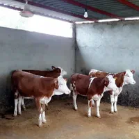 قرمزشرابی سیاه قهوهای گوساله فروشی به تعداددلخواه|حیوانات مزرعه|اصفهان, آبشار|دیوار