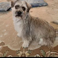 سگ شیتزو نره