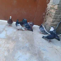 کبوتر|پرنده|سراوان, |دیوار