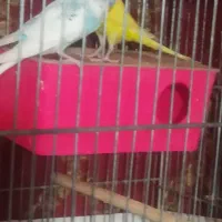 مرغ عشق|پرنده|کرج, کیانمهر|دیوار