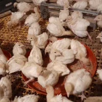 جوجه بوقلمون بیوتی سیکس فوق سنگین زرین ومرغ شاخدار