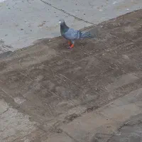 سار موشی نر