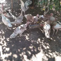 بوقلمون سالم و سرحال