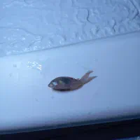 ماهی های اکواریمی و به همراه گیاه|ماهی|تهران, وحیدیه|دیوار