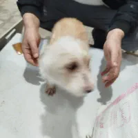 سگ خونگی.|سگ|تربت‌حیدریه, رضاشهر|دیوار