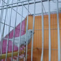 جفت قناری|پرنده|بیرجند, |دیوار