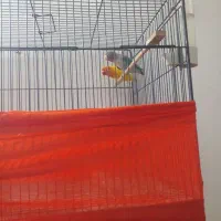 طوطی برزیلی زردفیشر رنگی وآبی کله سیاه|پرنده|گتاب, |دیوار