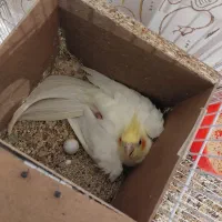 عروس لوتینو زعفرونی با چهار تا جوجه|پرنده|مشهد, شهرک مهرگان|دیوار