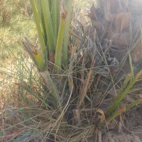 نهال برحی بزرگ ومتوسط