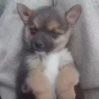 واگذاری شیواوا