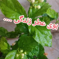 استند و کودهای خارجی|گل مصنوعی|جهرم, |دیوار