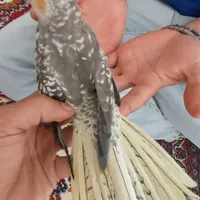 عروس هلندی ماده