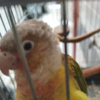 طوطی گیرینچیک|پرنده|تهران, حکیمیه|دیوار