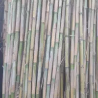 نی درشت|عمدهفروشی|سنگدوین, |دیوار