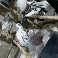 حدودا۳۰تا کفتر تهرانی ازاصفهان|پرنده|مشهد, شهید بصیر|دیوار