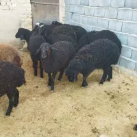 بره نر و ماده