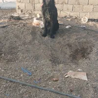 سگ قدرجونی اصیل