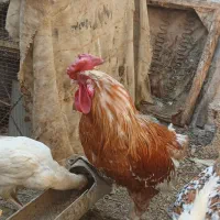 دو قطعهٔ خروس گلین داشتی وکشتی دونه ای ۳۵۰ تومان|حیوانات مزرعه|خمینی‌شهر, |دیوار