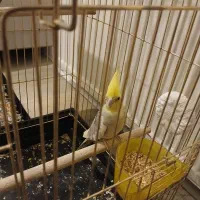 عروس طوطی|پرنده|تبریز, |دیوار