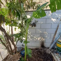 نهال موز|گل و گیاه طبیعی|شیراز, شهرک گلستان|دیوار