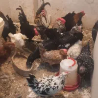 خروس