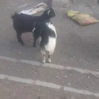 ۲عدد بزغاله نر