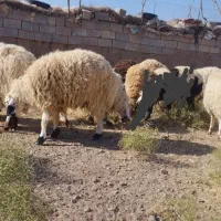 بره پای پروار