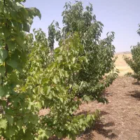 باغ وزمین|فروش دفتر صنعتی، کشاورزی، تجاری|کامیاران, |دیوار