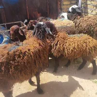 شیشک چاقالو