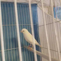 قناری سفید ماده آماده کوزه کوزه