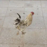 مرغ وخروس|حیوانات مزرعه|رباط‌کریم, شهرک صنعتی ده‌حسن|دیوار