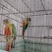 جوجه طوطی گرینچک یلوساید