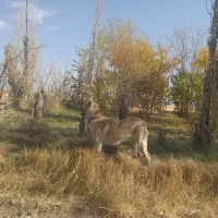 فروش حیوانات