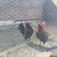 مرغ و خروس گلین و لری