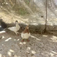 معاوضه کفتر|پرنده|سپیدان, |دیوار